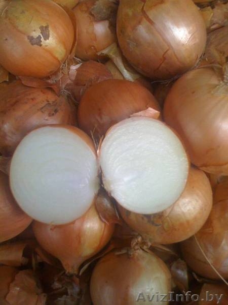 Продам овощи высокого качества - Изображение #4, Объявление #1345909