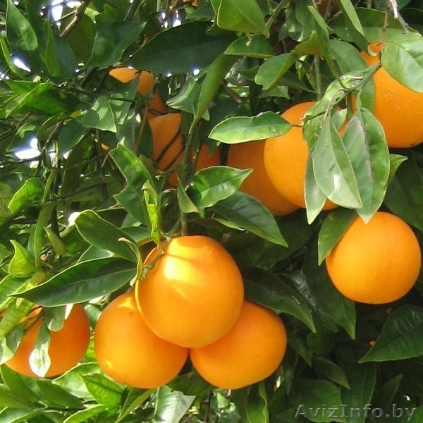 Мандарины от производителя с Испании - Изображение #3, Объявление #1345034