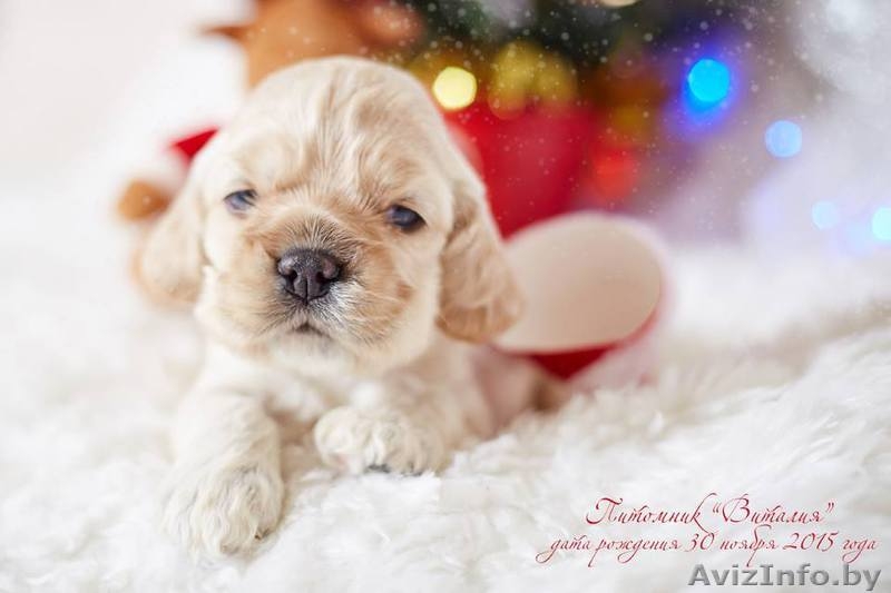 Американского кокер спаниеля замечательные щенки - Изображение #6, Объявление #1355658