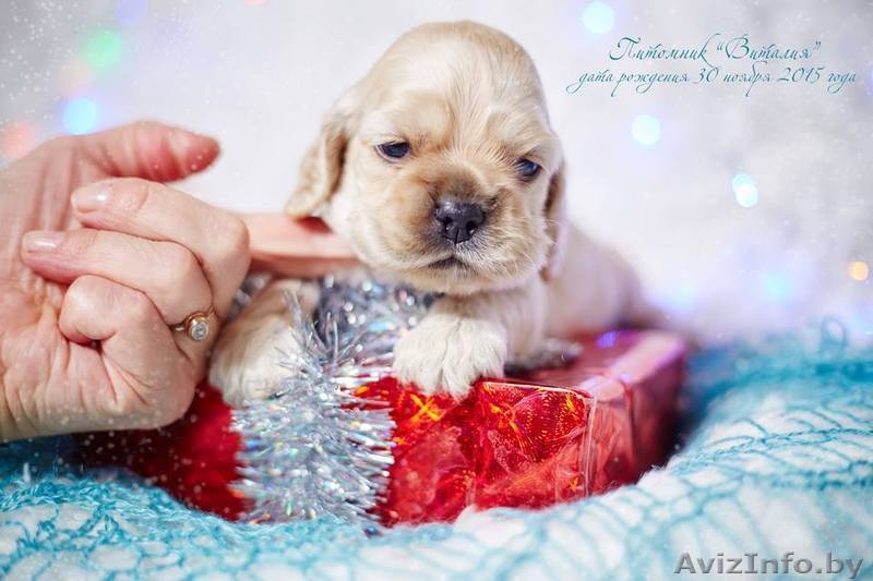 Американского кокер спаниеля замечательные щенки - Изображение #5, Объявление #1355658