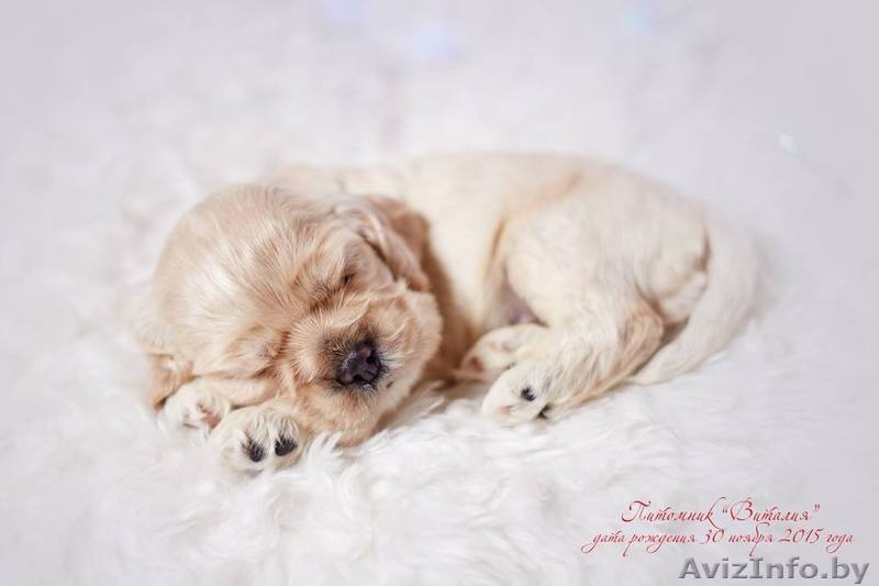 Американского кокер спаниеля замечательные щенки - Изображение #7, Объявление #1355658