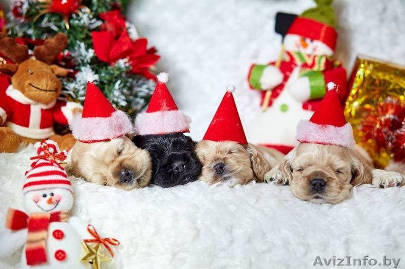 Американского кокер спаниеля замечательные щенки - Изображение #3, Объявление #1355658