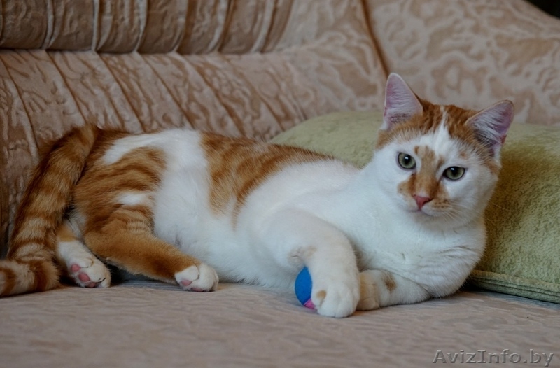 котики подростки  ищут дом - Изображение #7, Объявление #1292087