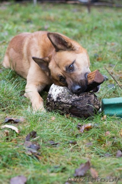 Пёс Рэй - лучик солнца! - Изображение #2, Объявление #1363163