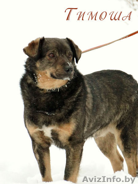 Тимоша. Верность и вера простого пса, в дар - Изображение #7, Объявление #1365440