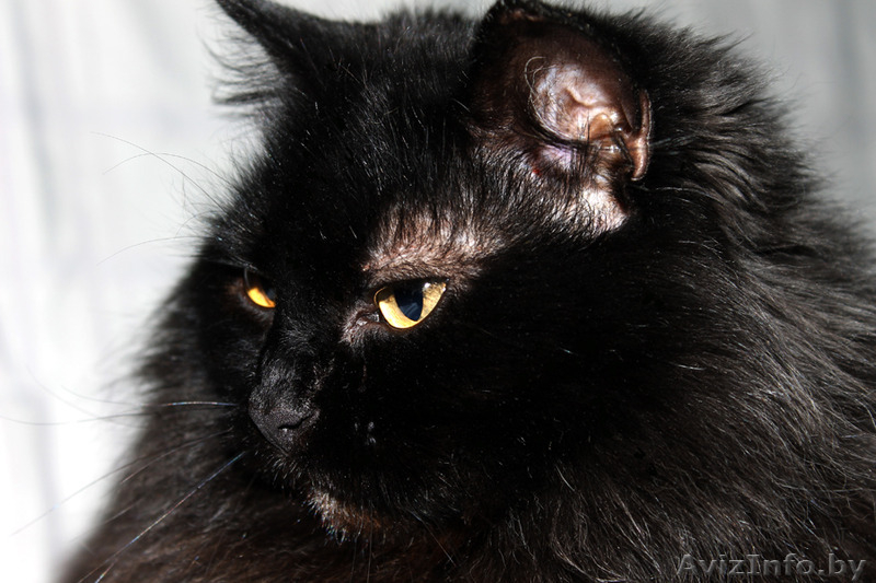 Кошка Муха ищет дом, где ей будут рады!  - Изображение #5, Объявление #1357396