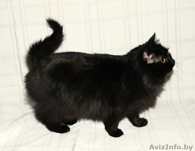 Кошка Муха ищет дом, где ей будут рады!  - Изображение #6, Объявление #1357396