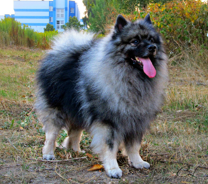 Щенки кеесхонда / вольфшпица в Минске - Изображение #3, Объявление #1357181