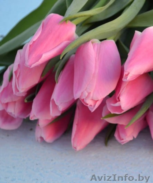 Свежесрезанные тюльпаны в г. Минск  - Изображение #1, Объявление #1037548