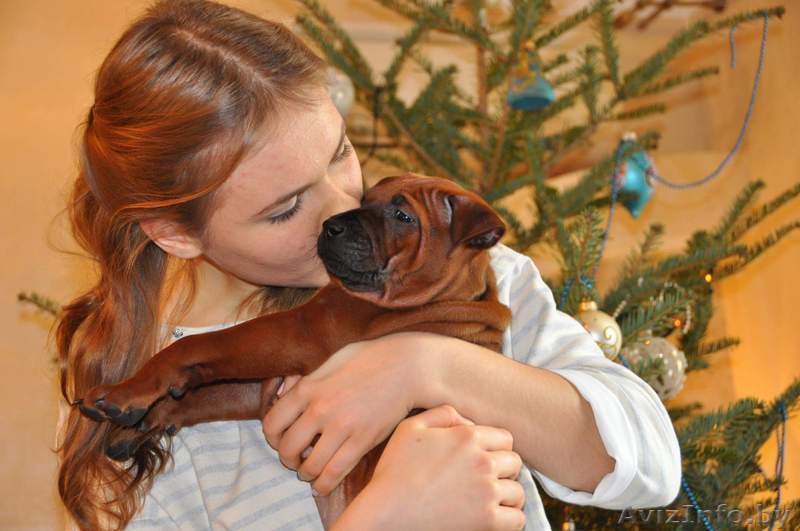 Тайский Риджбек Щенки Питомник - Изображение #8, Объявление #1360786