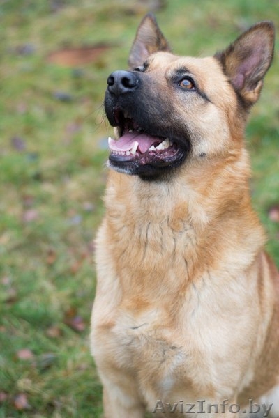 Пёс Рэй - лучик солнца! - Изображение #1, Объявление #1363163