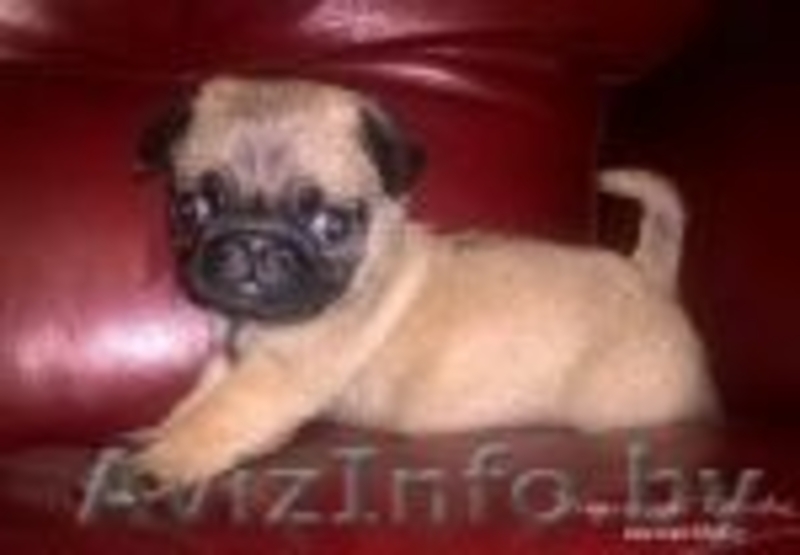мопс щенки c родословной. - Изображение #6, Объявление #1368345