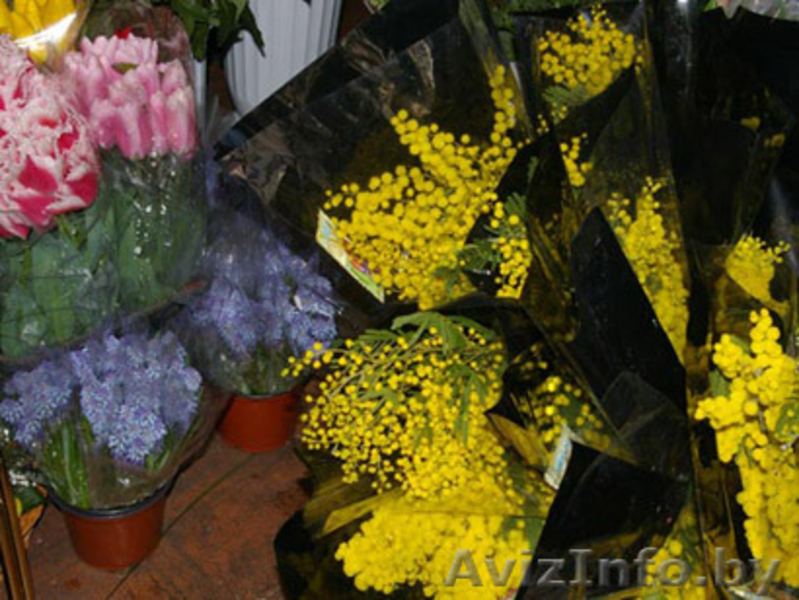 мимоза оптом от - Изображение #2, Объявление #1375527