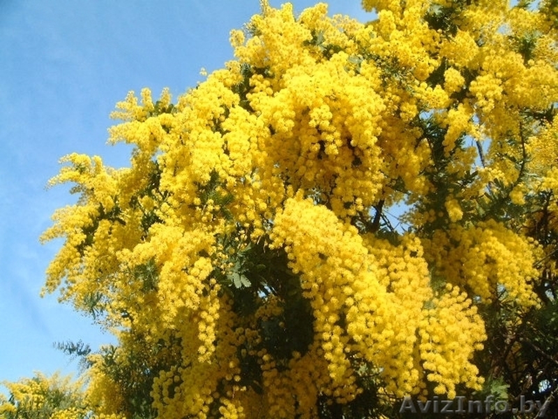 мимоза оптом от - Изображение #1, Объявление #1375527