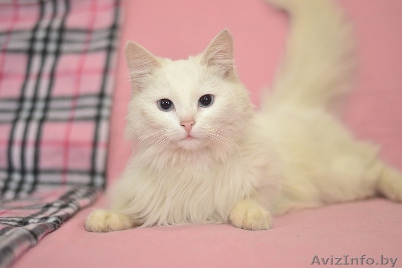 Кошка Белоснежка в дар - Изображение #3, Объявление #1373734