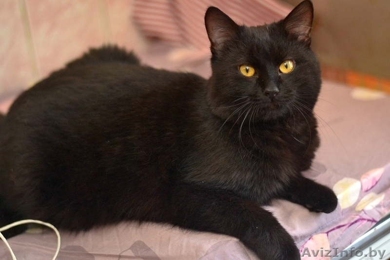 Котенок Кузнечик в дар - Изображение #3, Объявление #1373738