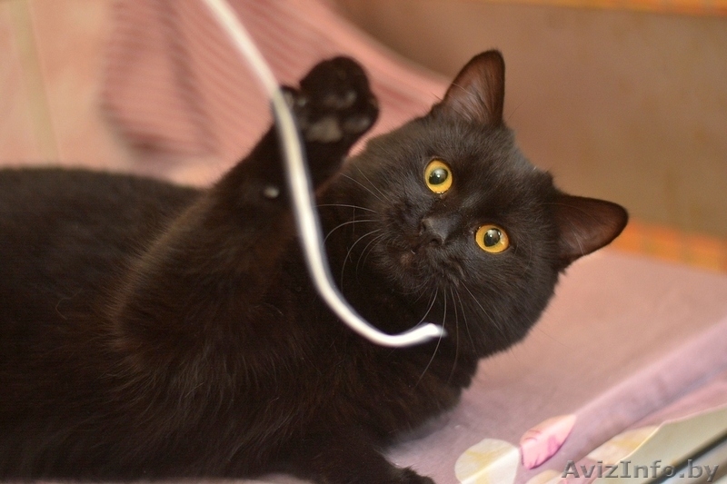 Котенок Кузнечик в дар - Изображение #5, Объявление #1373738