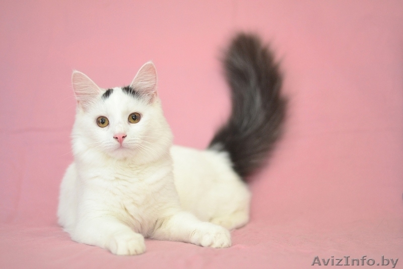 Котенок Ксинь в дар - Изображение #6, Объявление #1373737