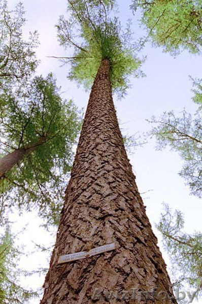 Кедр кругляк. - Изображение #1, Объявление #1392845