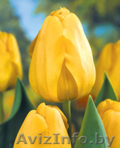 Тюльпаны оптом + бизнес-стратегия продажи в розницу от 3000 шт. в день. - Изображение #11, Объявление #1383090