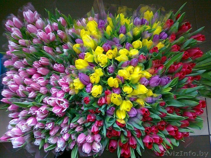 Тюльпаны оптом + бизнес-стратегия продажи в розницу от 3000 шт. в день. - Изображение #8, Объявление #1383090