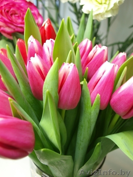 Тюльпаны оптом + бизнес-стратегия продажи в розницу от 3000 шт. в день. - Изображение #7, Объявление #1383090