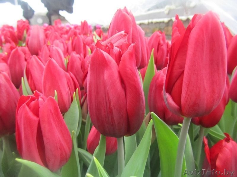Тюльпаны оптом + бизнес-стратегия продажи в розницу от 3000 шт. в день. - Изображение #12, Объявление #1383090