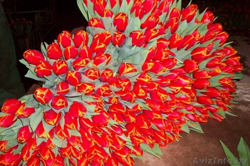 Тюльпаны оптом + бизнес-стратегия продажи в розницу от 3000 шт. в день. - Изображение #3, Объявление #1383090