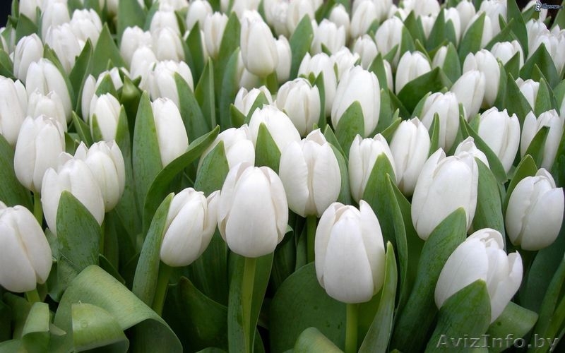 Тюльпаны оптом + бизнес-стратегия продажи в розницу от 3000 шт. в день. - Изображение #10, Объявление #1383090