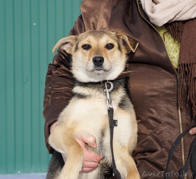 собачки подростки  ищут дом - Изображение #3, Объявление #1357353