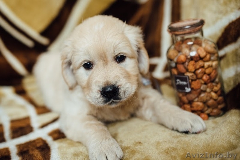 Твой лучший друг ждет тебя! - Изображение #3, Объявление #1399051