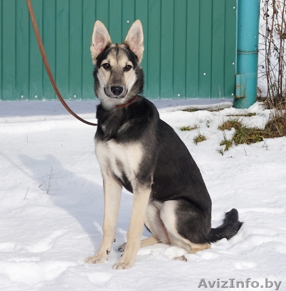 Собачка подросток ищет дом - Изображение #3, Объявление #1337089