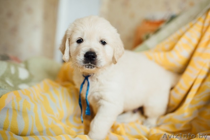 Твой лучший друг ждет тебя! - Изображение #7, Объявление #1399051