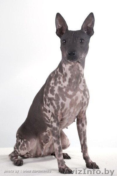 Американский Голый Терьер - Изображение #3, Объявление #1394581