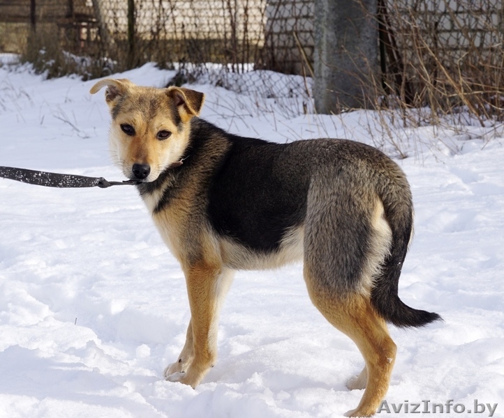 собачки подростки  ищут дом - Изображение #4, Объявление #1357353