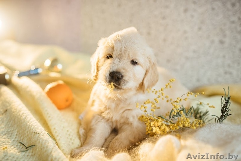 Твой лучший друг ждет тебя! - Изображение #9, Объявление #1399051