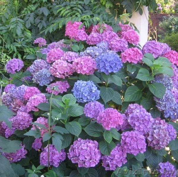 Саженцы декоративных и плодовых растений. - Изображение #3, Объявление #1380233