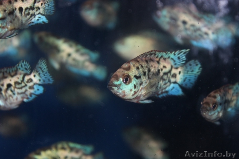 Блю Демпси ( англ. Electric Blue Jack Demps). - Изображение #3, Объявление #1383754