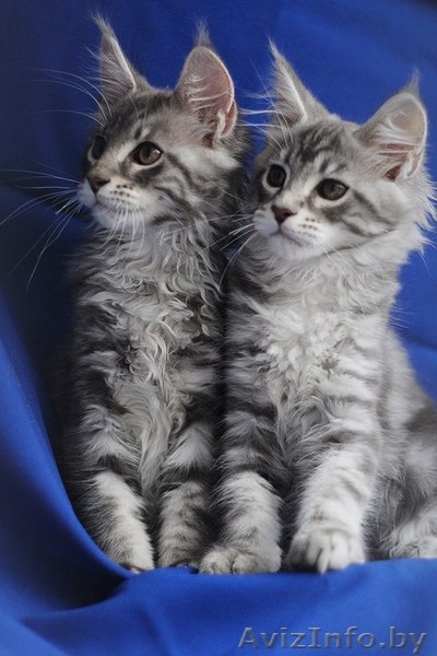 Мейн-кун от чемпионов из России - Изображение #6, Объявление #1389390