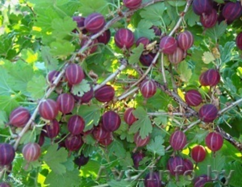 Кустарники декоративные и плодовые из питомника. - Изображение #4, Объявление #1380780