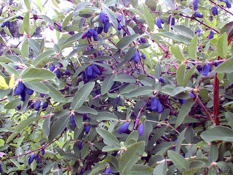 Кустарники декоративные и плодовые из питомника. - Изображение #2, Объявление #1380780