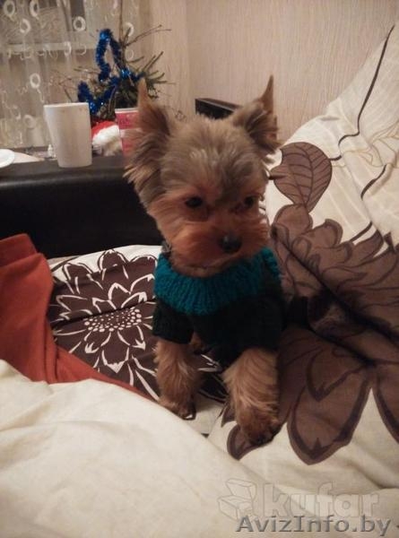Вязка мини йорка - Изображение #3, Объявление #1409679