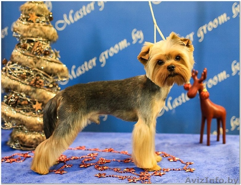 Профессиональный груминг собак и кошек. - Изображение #5, Объявление #1411773