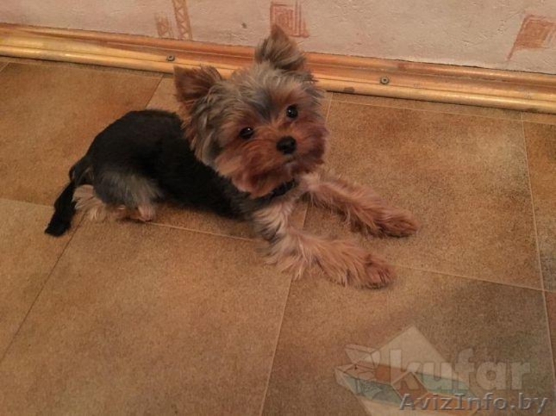 Вязка мини йорка - Изображение #6, Объявление #1409679