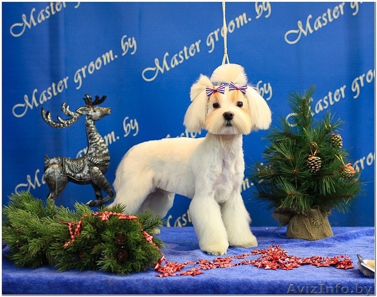 Профессиональный груминг собак и кошек. - Изображение #3, Объявление #1411773