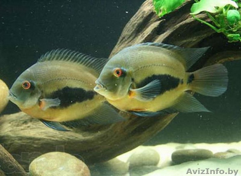 Аквариумные рыбки редкие виды. - Изображение #5, Объявление #1404998