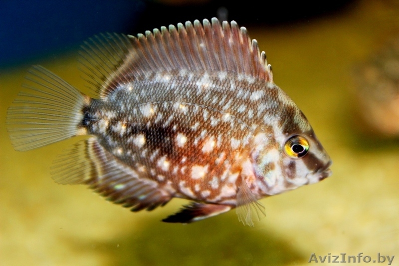 Уару клинопятнистая,редкая красивая. - Изображение #1, Объявление #1383753