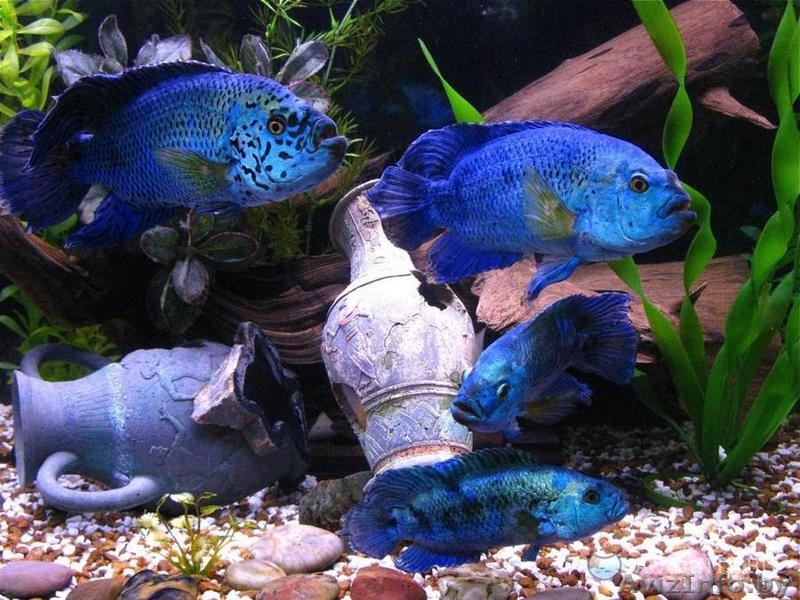 Аквариумные рыбки редкие виды. - Изображение #4, Объявление #1404998