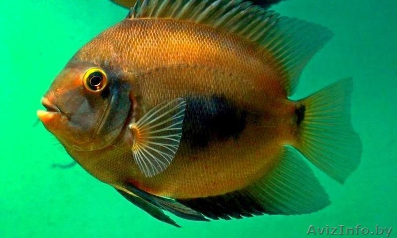 Уару клинопятнистая,редкая красивая. - Изображение #4, Объявление #1383753