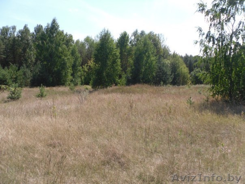 Перспективный участок в Негоничах 4,3 Га (89 км от Минска) - Изображение #6, Объявление #1432492
